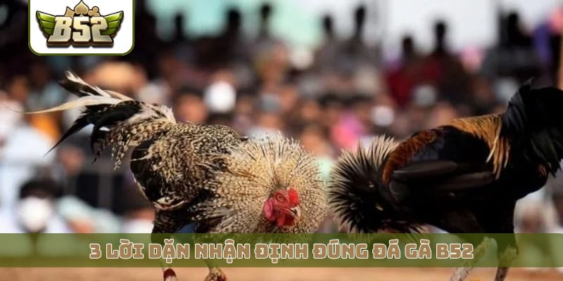 3 lời dặn nhận định đúng đá gà B52
