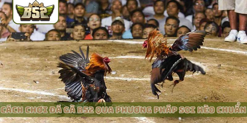 Cách chơi đá gà B52 qua phương pháp soi kèo chuẩn