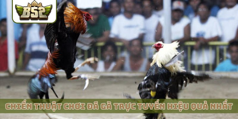 Chiến thuật chơi đá gà trực tuyến hiệu quả nhất