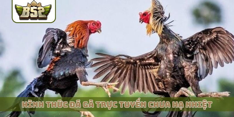 Hình thức đá gà trực tuyến chưa hạ nhiệt